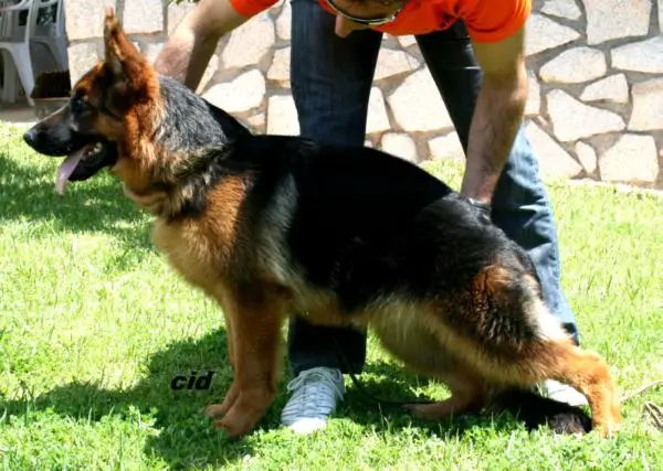 Zor de Adega