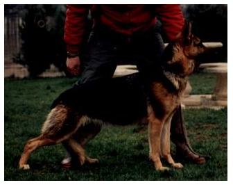 Bebelle du val des Hurles vent