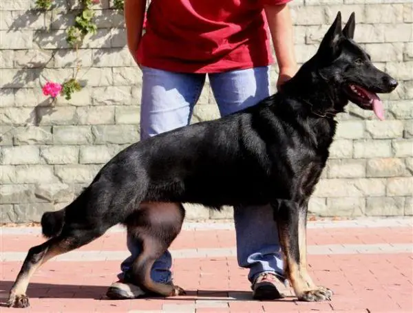 Besy z Lukyho dvora