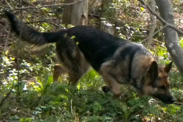 V Yanka vom Ludwigseck