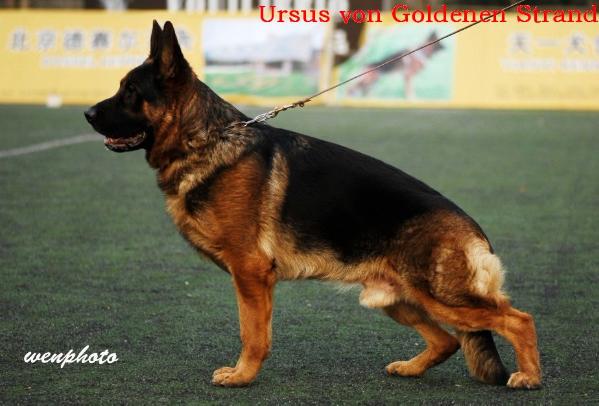 SG1 Ursus Vom Goldenen Strand