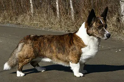 INT/FIN/S CH Welshclan'S Ian'S Ideal Image