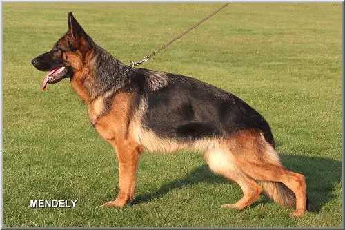 SG Erle Vierhundert Hertz