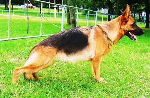 V ,  5XCAC, CH BLR Stella Artua Algero Lana
