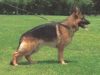 NZ CH. EX.1 Oakway Kiwi Made