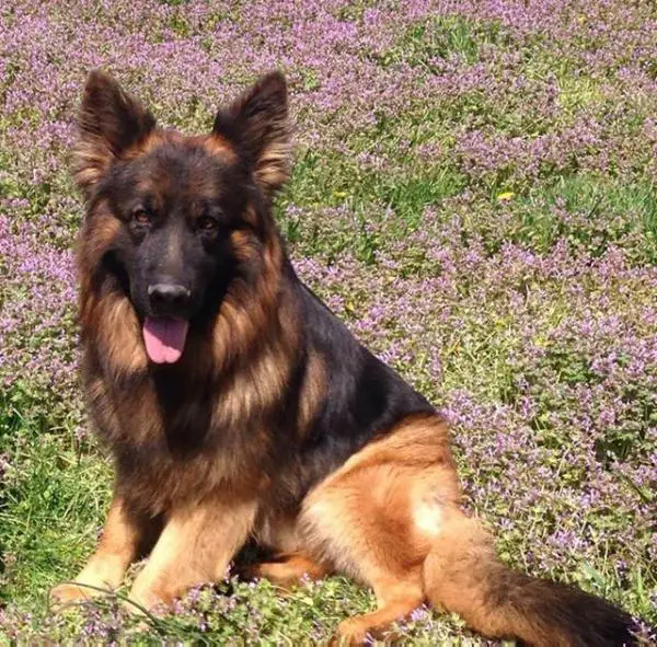 Cbk's Baron Von Bad-Boll