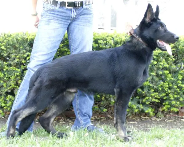 TAYLOR'S NOBLE TITAN OF ARTICA