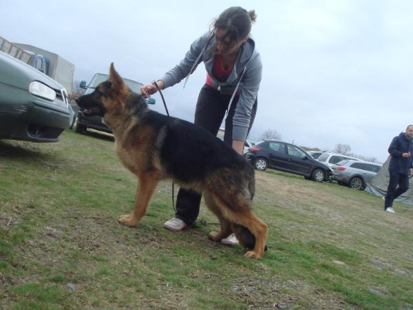Grey vom Wolpertinger Wald