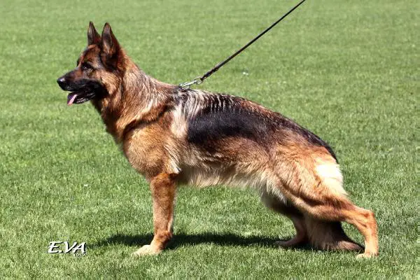 V1, CAC, CACIB, BOB Baffy z Agíru Bohemia