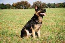 SG Cita vom Kranich's Hof