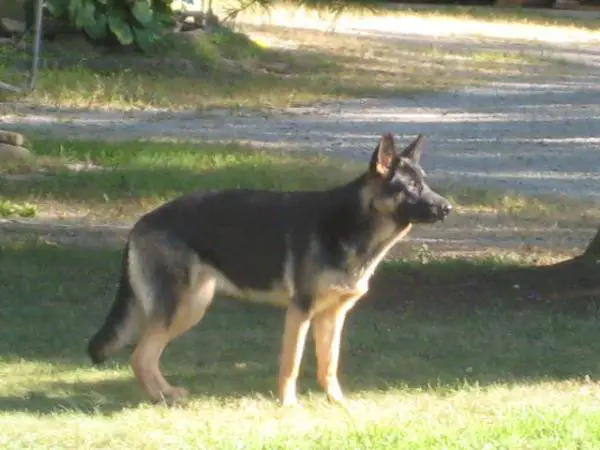 Kuma Church Von Sehr Gut Wesen