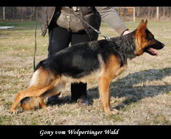 SG1 Gony vom Wolpertinger Wald