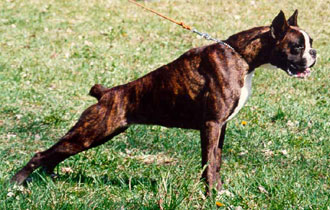 Contess Degli Scrovegni