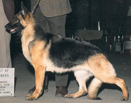 CH (US) Windy Acre's Brianna