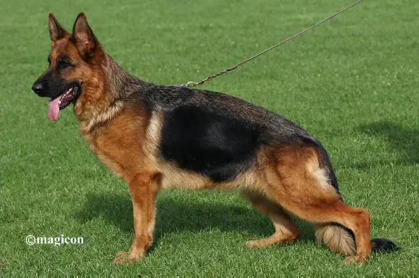 V3, SG50 BSZS 2010 Dolce von Arminius 2000