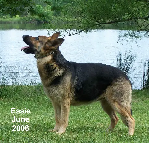 Royalair's Hadassah Esther