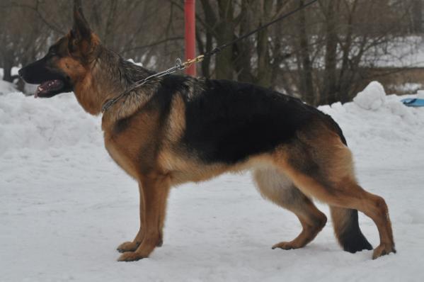 Faerhund N`Yoli