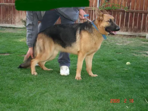 Cheska Von Wuste Schaferhunde