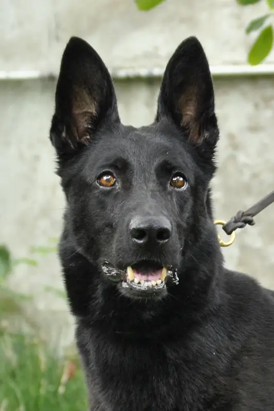 V Each von Haus Hartwig