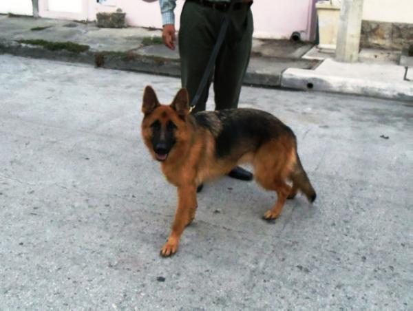 MP7(EC) SG 2010 Ilu De Casa Varas