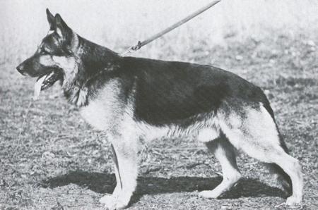 Dolf vom Rieser Land