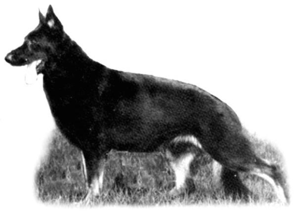 Caralon's Thor von Howard