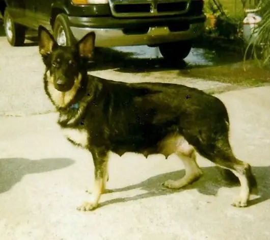 Tracy's Guardian Angel-Halo