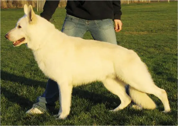 SureFire Cayden v Zentopia