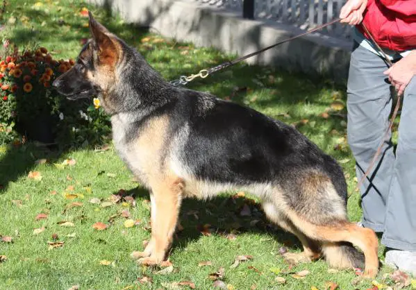 SG 5 RO 2010 Astra v. Haus Edmond