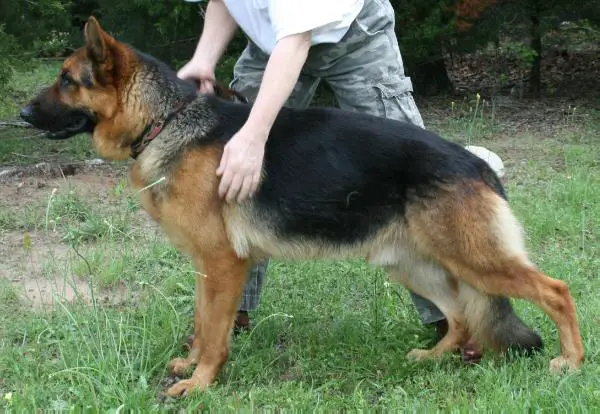 Zango Vom Nevada Haus