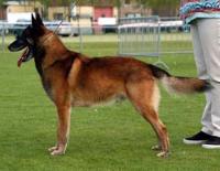 INT CH CS WW-2000 Chase Bohémia Alké