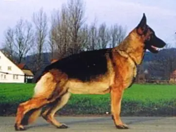 V Vanta von Babylon