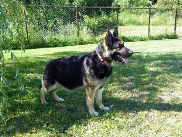 Jordani Von Den Wilden Teufeln