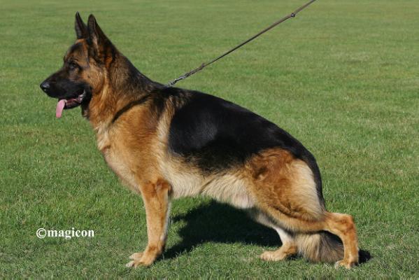 SG24 BSZS 2011. 4 x 1VA(KZ) Shako vom Haus Schwerzel