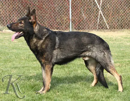 SG Arno od Vezenske brany