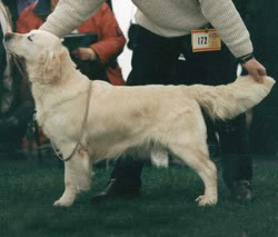 Galalith Charlie Girl