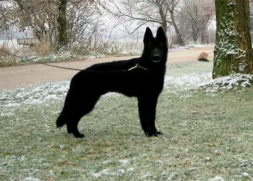 Jack Vom Klodener Riss