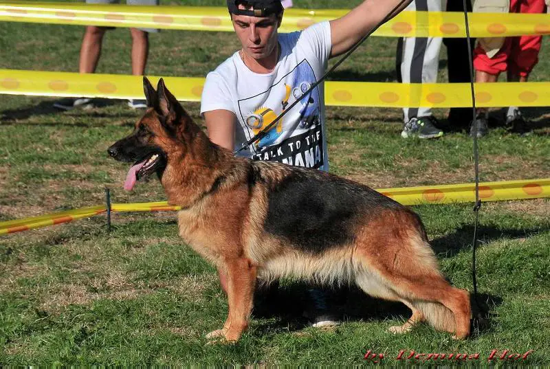 VA-1 Serbia Fly vom St. Michaels-Berg