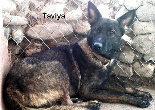 Taviya Z Dragon