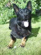 manus x pusco at nashwonder