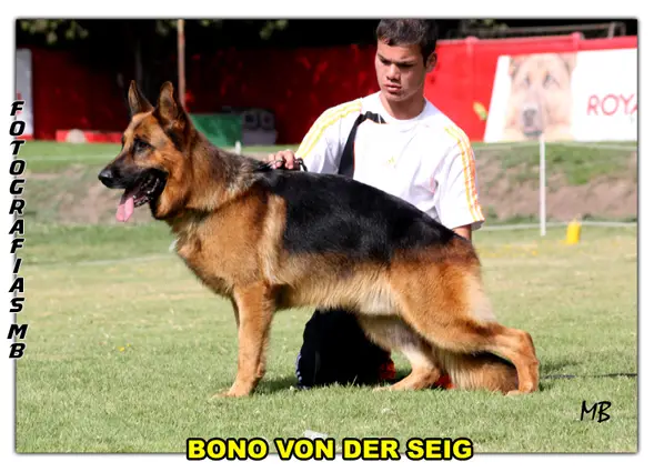 Bono Von Der Seig