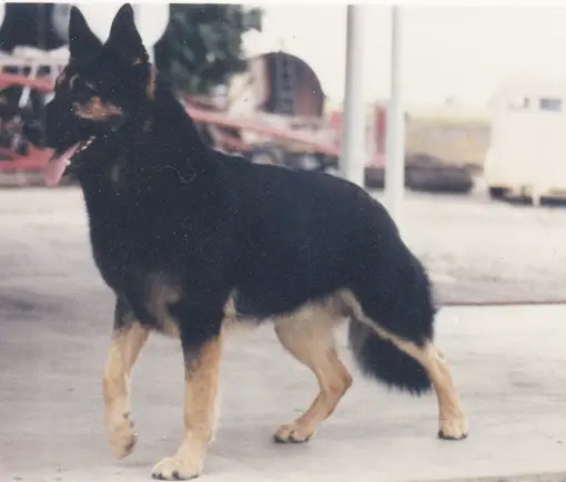 Cito von Eidson