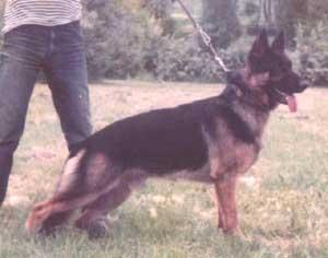 Cherdash Shegvi Baro