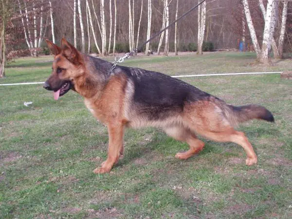 Tia des jardins de Mesoz