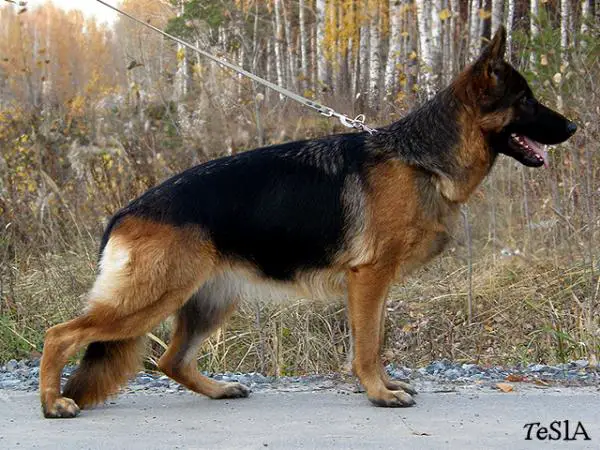 V1 (RUS) Marvil Junion Tsarskaya Osoba