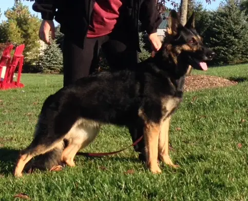 SG Cherish of My BodyGuard