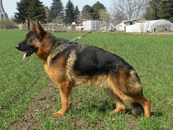 SG2 BG Arko v Haus Mofli