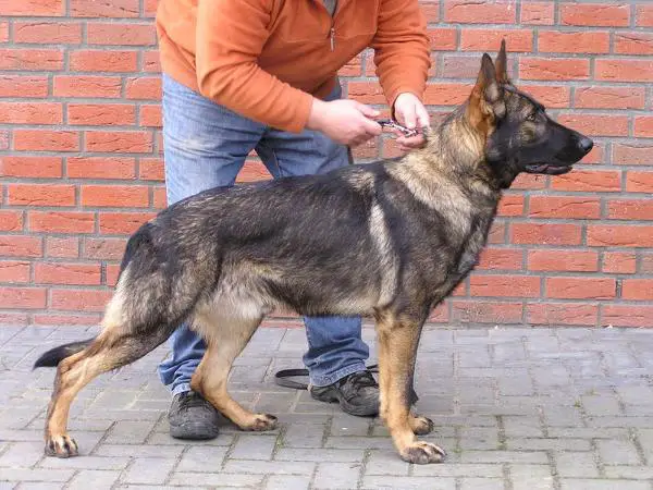 Cop vom Germanen Schloss