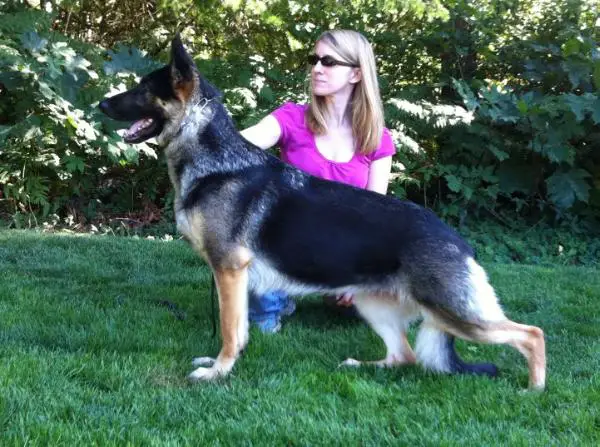 Kenlyns Karli V Kaleef-Hoylehaus