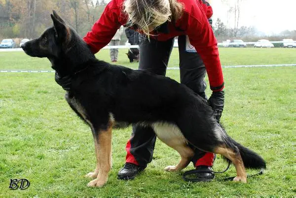 VD Vanesa Stribrne doly